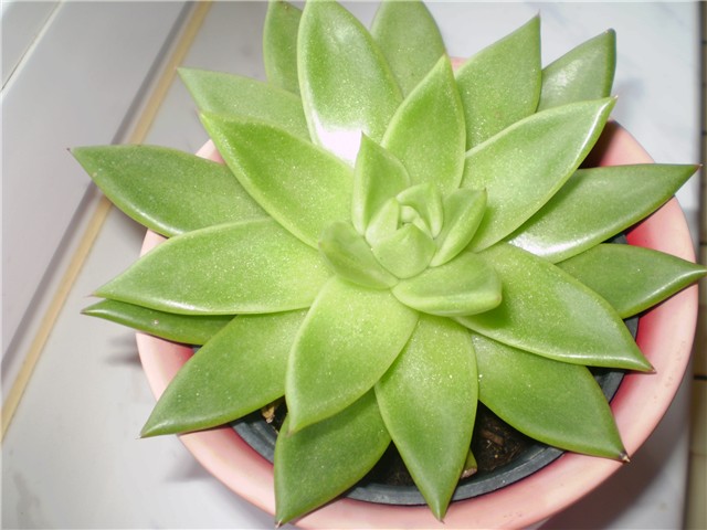 echeveria
